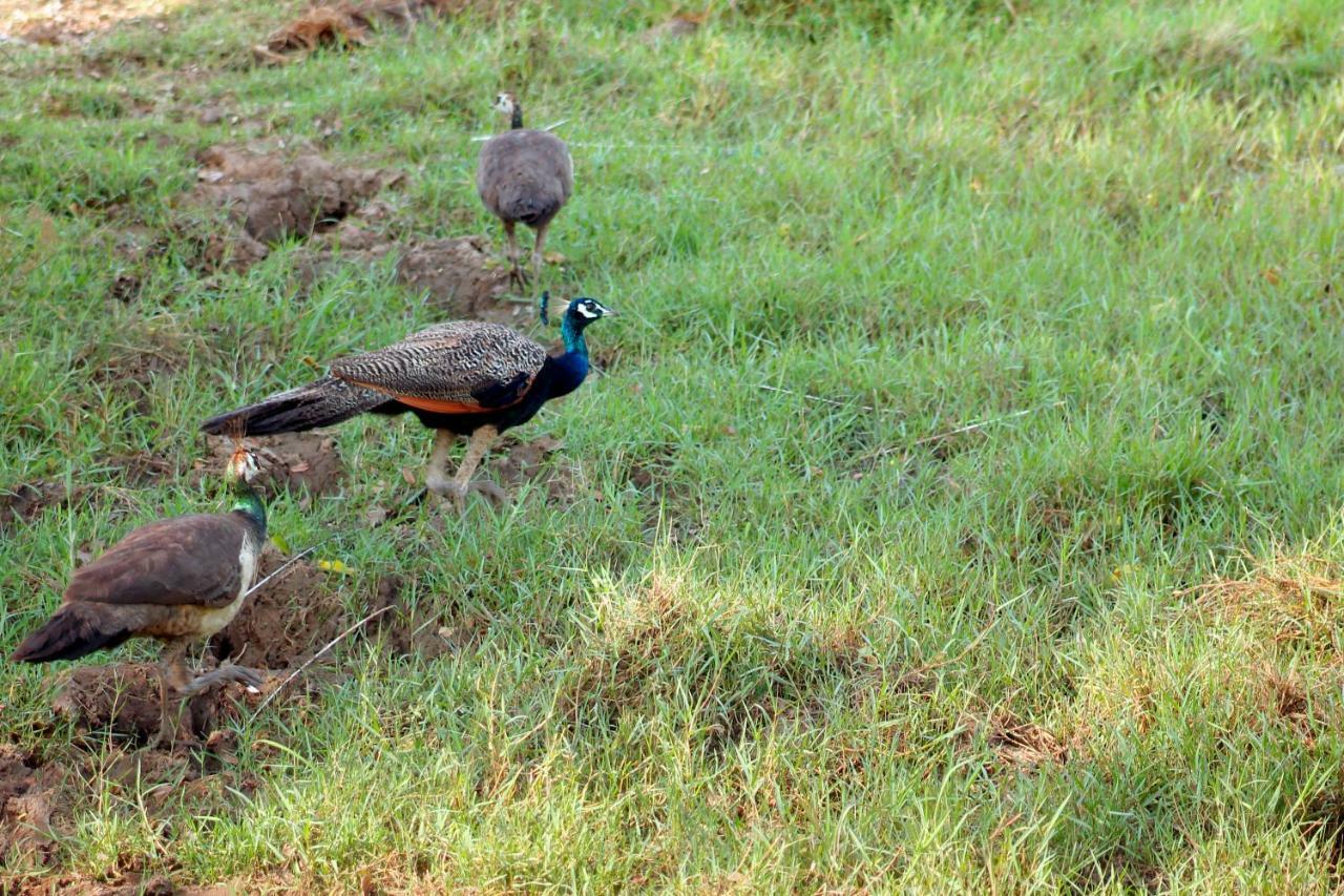 Wasgamu Safari Lodge Wasgamuwa Ngoại thất bức ảnh