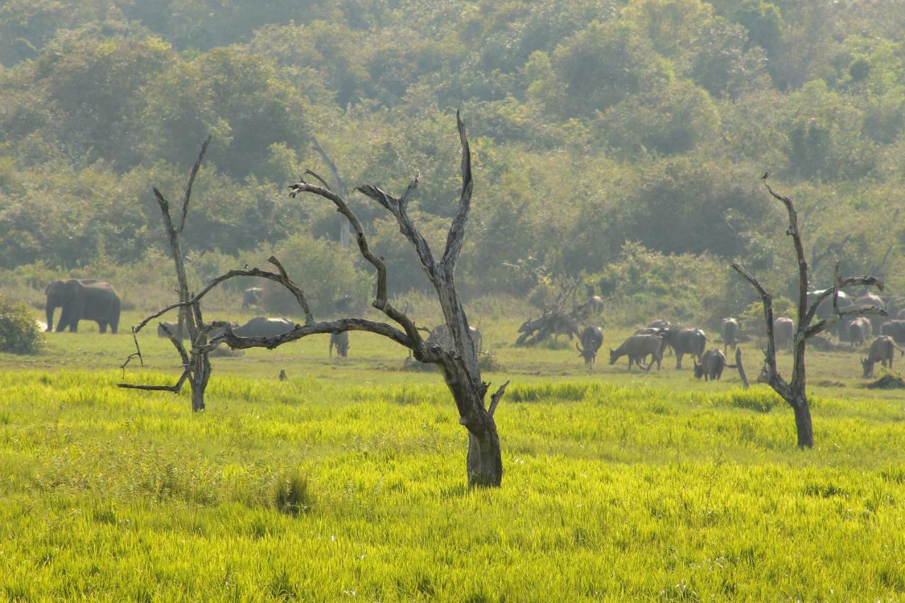 Wasgamu Safari Lodge Wasgamuwa Ngoại thất bức ảnh