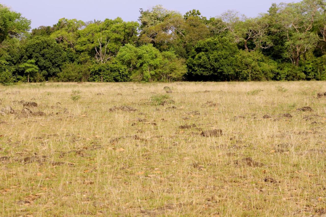 Wasgamu Safari Lodge Wasgamuwa Ngoại thất bức ảnh
