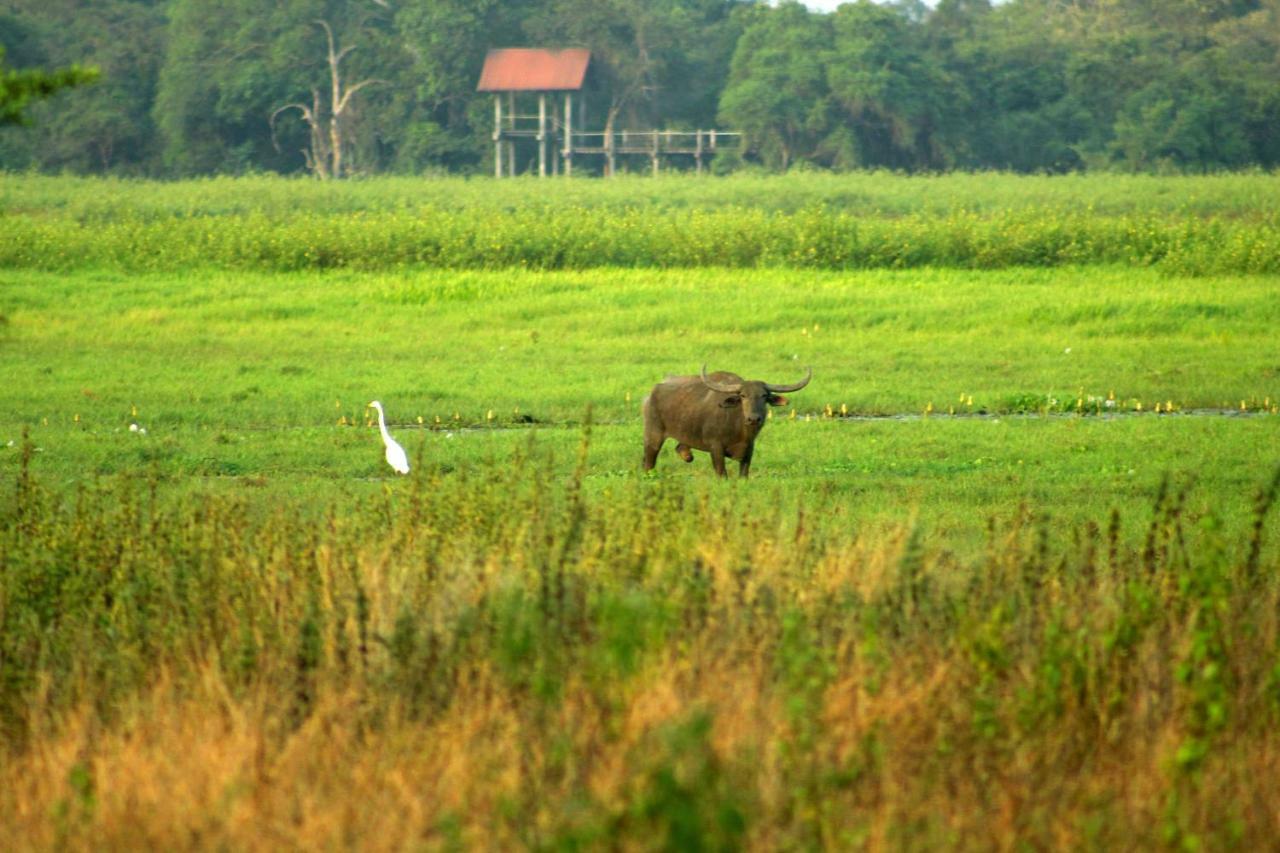 Wasgamu Safari Lodge Wasgamuwa Ngoại thất bức ảnh