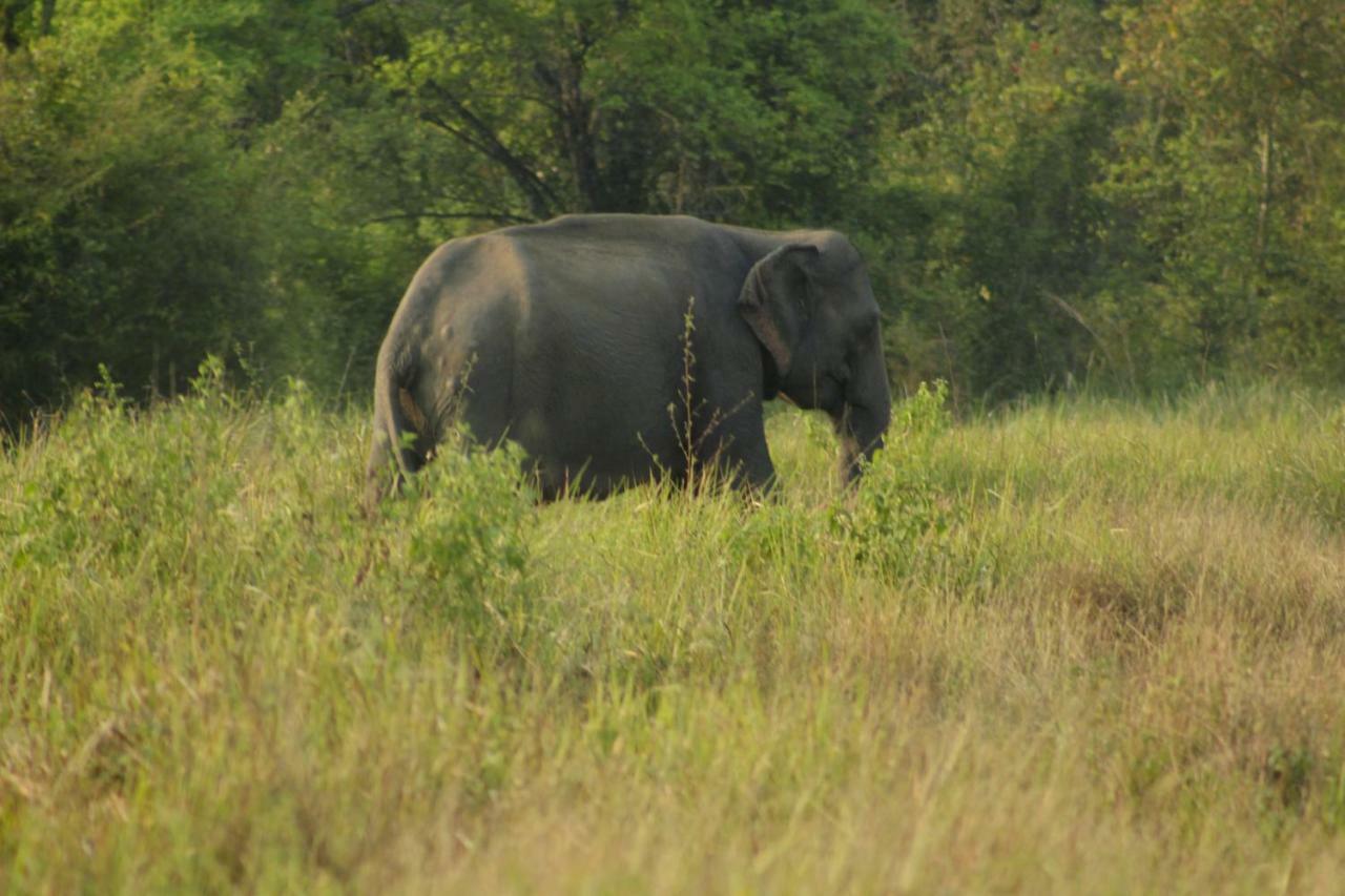 Wasgamu Safari Lodge Wasgamuwa Ngoại thất bức ảnh