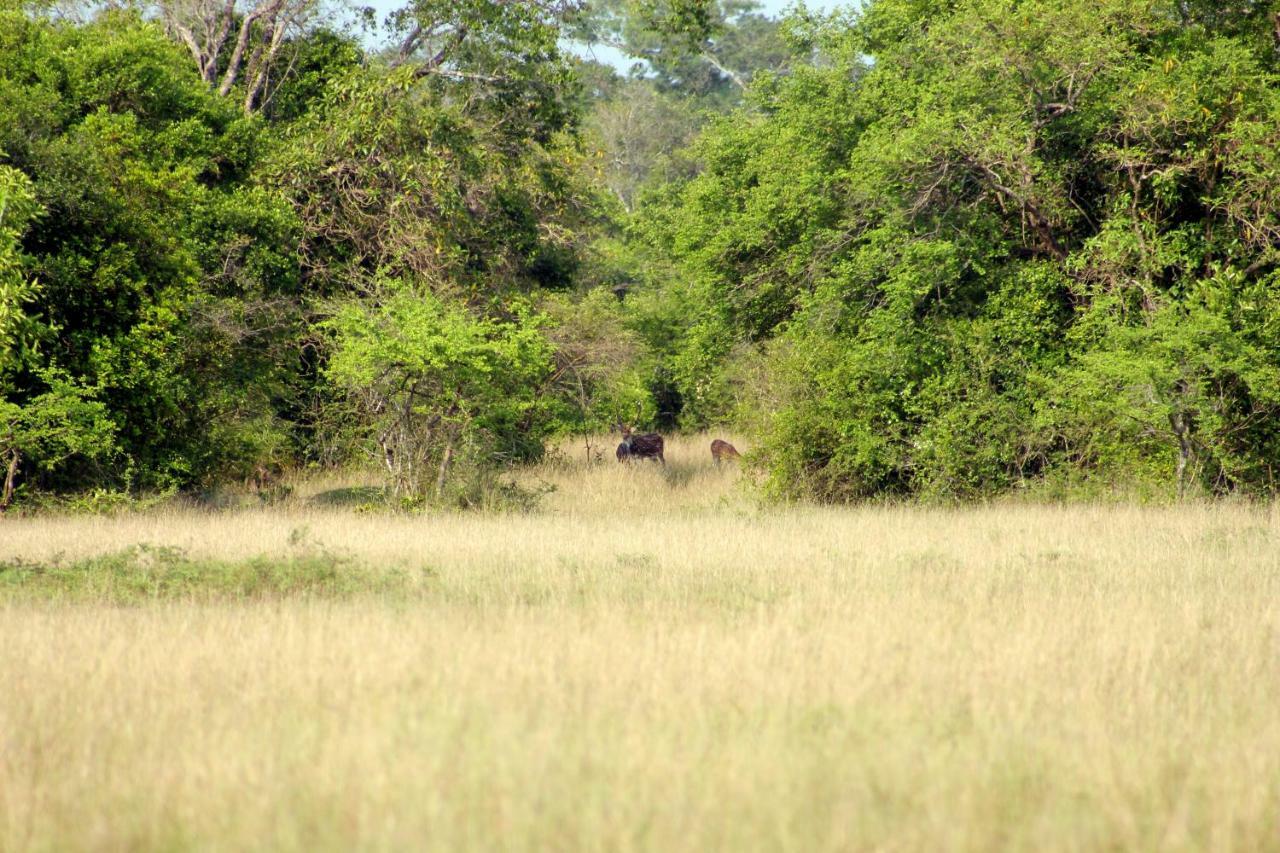 Wasgamu Safari Lodge Wasgamuwa Ngoại thất bức ảnh